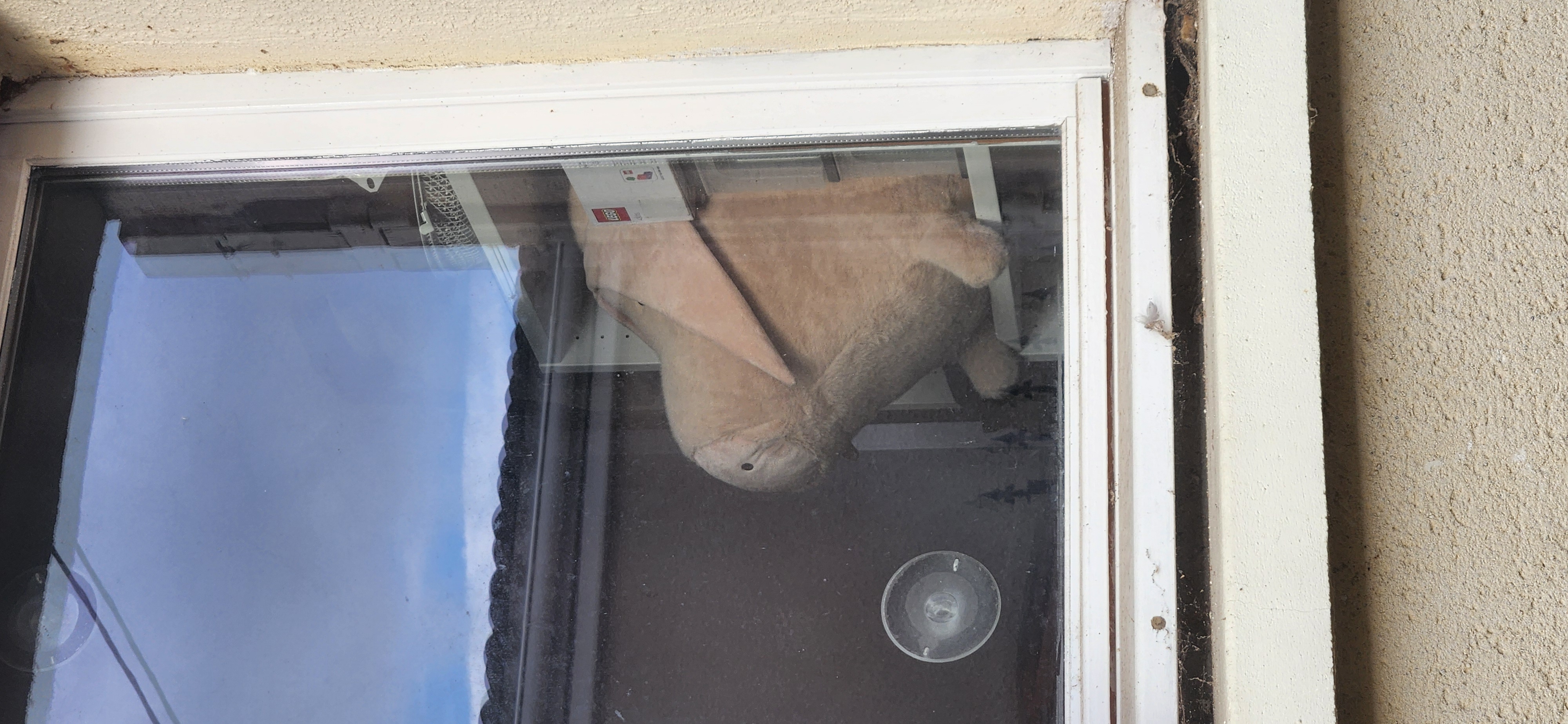 gros cochon vu de l'extérieur, derrière la fenêtre
